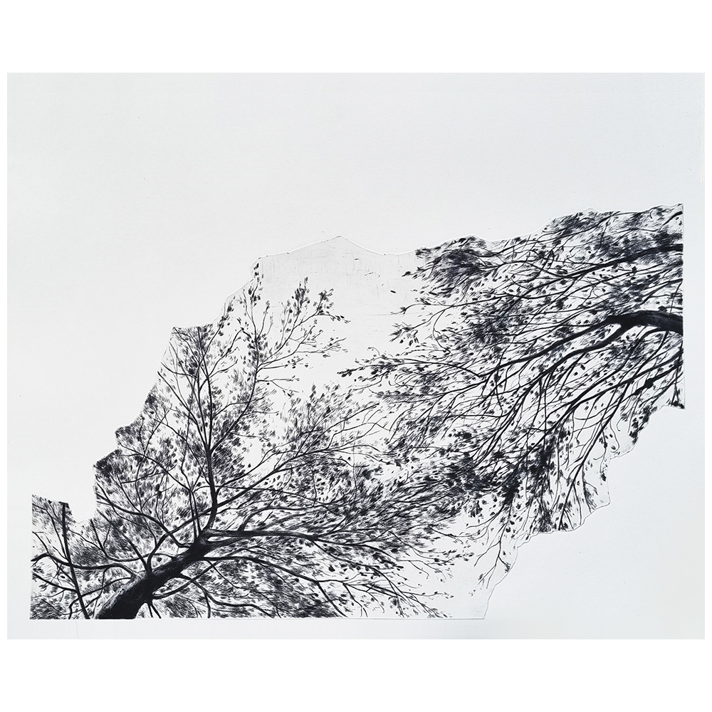 Sky Through the Tress (2025)
